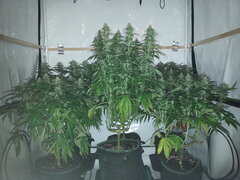 FLO +32, FF, ZD, FLP
