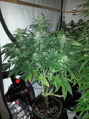 FLO +32, KOSHER KUSH, RESERVA PRIVADA