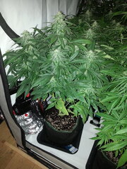 FLO +32, KOSHER KUSH, RESERVA PRIVADA