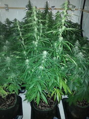 FLO +32, HAZE X KALI CHINA, ACE SEEDS