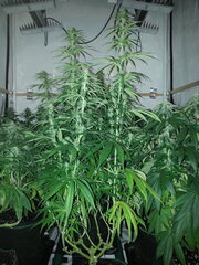 FLO +32, HAZE X KALI CHINA, ACE SEEDS