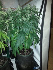 FLO +32, MOTOR MINT, RIPPER SEEDS