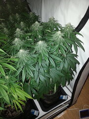 FLO +32, MOTOR MINT, RIPPER SEEDS