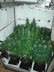 F+40