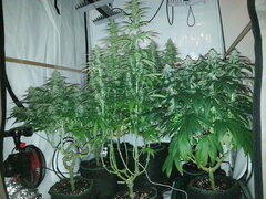 F+40