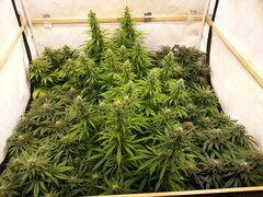 F+40
