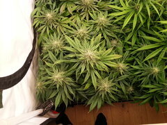 F+40, KOSHER KUSH
