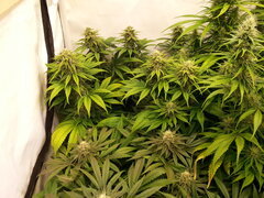F+40, JACK EL FRUTERO