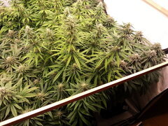 F+40, HAZE X KALI CHINA