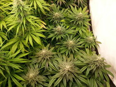 F+40, FROSTY'S LEMON PIE