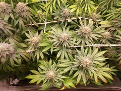 F +49 FROSTY'S LEMON PIE
