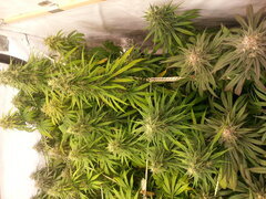 F +49 HAZE X KALI CHINA