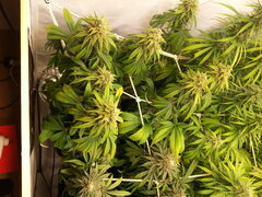 F +49 JACK EL FRUTERO