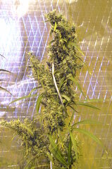 hazexskunk sam1.JPG