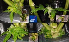 Elles assurent jusqu'au trognon