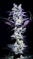 FLO+77  Scrog Cut x Grande Gotti 1 Bud .JPG