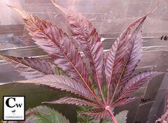 The feuille
