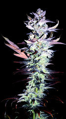 FLO+77  Green Poison x Cherrytini 3 Bud .JPG