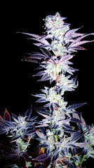 FLO+77  Agent Orange x Temple Cake 2 Bud .JPG