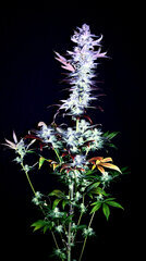 FLO+77  Green Poison x Cherrytini 3 .JPG
