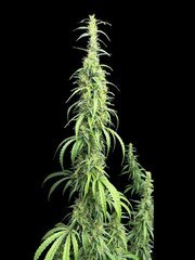 Tom Hill Haze #34 11w.jpg