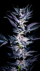 FLO+77  Scrog Cut x Grande Gotti 5 Bud .JPG