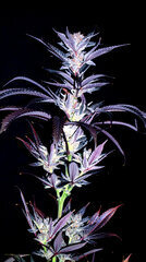 FLO+77  Green Poison x Cherrytini 1 Bud .JPG