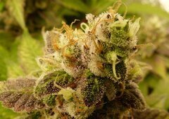 GELATO.01-A.JPG