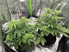 SuperSkunk WSS