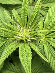 #2 Super skunk WSS 12/12 + 24 jours