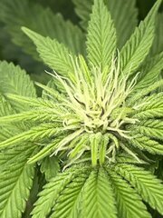 #1 Super skunk WSS 12/12 + 24 jours