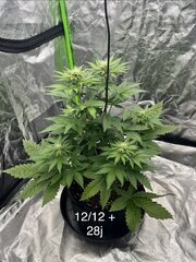 Super skunk #1