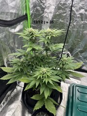 Super Skunk #1