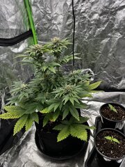 Super skunk