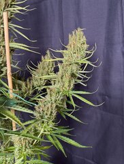 IMG_6779.jpeg