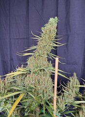 IMG_6782.jpeg