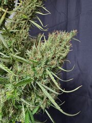 IMG_6783.jpeg