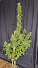 IMG_6786.jpeg