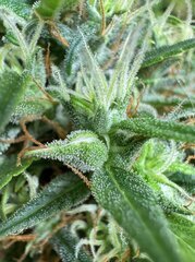IMG_6794.jpeg