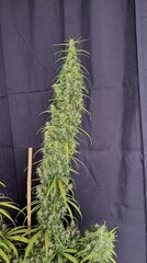 IMG_6807.jpeg
