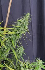 IMG_6812.jpeg
