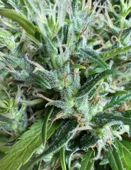 IMG_6815.jpeg