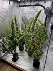 IMG_6822.jpeg