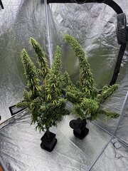 IMG_7006.jpeg