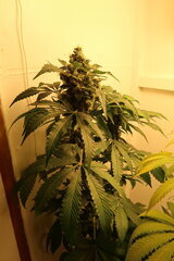 Northern Lights à flo+64