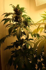 Northen Lights flo+64