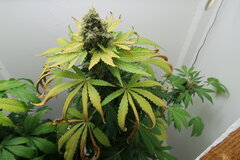 Northern Lights plant n°3