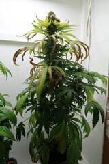 Northern Lights plant n°3