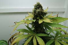 Northern Lights plant n°3
