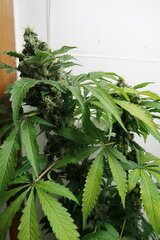 Northern Lights plant n°2